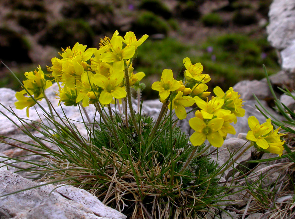 Draba aspera / Draba di Bertoloni